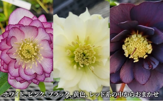 【数量限定】北海道芦別市 石黒花園 クリスマスローズ ダブル 5鉢 色・形おまかせ[№5342-0339]