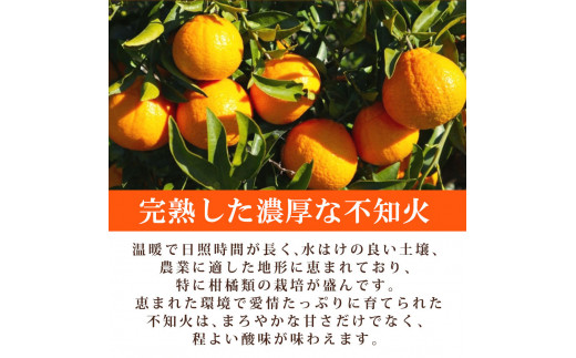 【先行予約】紀州有田産不知火(しらぬひ) 2.5kg ※2025年2月中旬頃～3月中旬頃に順次発送予定（お届け日指定不可）/ みかん 不知火 和歌山 フルーツ 有田【uot794】