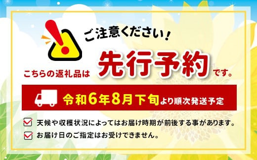 シナノスマイル 2kg (4～6房）| 先行 予約 ぶどう 葡萄 希少 品種  赤系 ブドウ 種無し フルーツ 特産品 千曲市 長野県 人気 くだもの おやつ  ながの ちくま