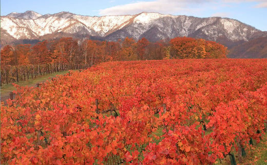 浦臼町の風景（A４サイズ）額付き【C】秋「樺戸連山初冠雪とワイナリーの紅葉」