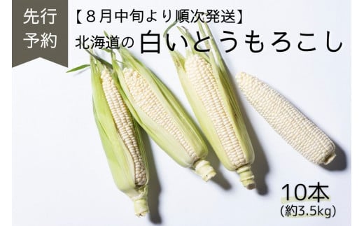 A134　【先行予約】夏限定お届け！フルーティな甘み！ロイシーコーン【北海道の白いとうもろこし】 （10本セット）北海道 鷹栖町 原崎農園