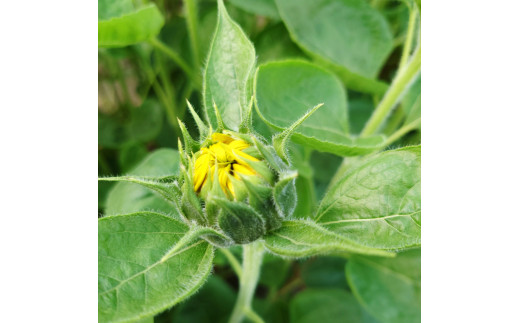 高成園 季節の切り花 ひまわり【2024年6月上旬以降配送】切花 生花 つぼみ ヒマワリ 向日葵 フラワー [0158]