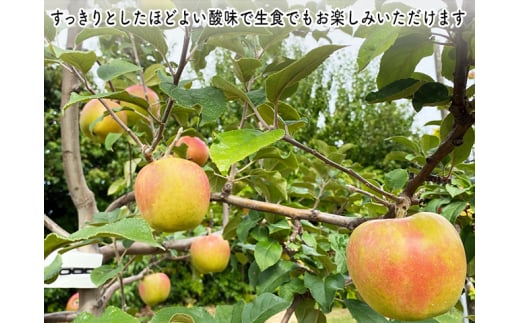 りんご 青森 ローズパール リンゴ 約 5kg (12～16玉) 青森県 鰺ヶ沢町産 ヒバリノ園 フルーツ 果物 果物類 白神山地 林檎 2024 ※オンライン決済のみ