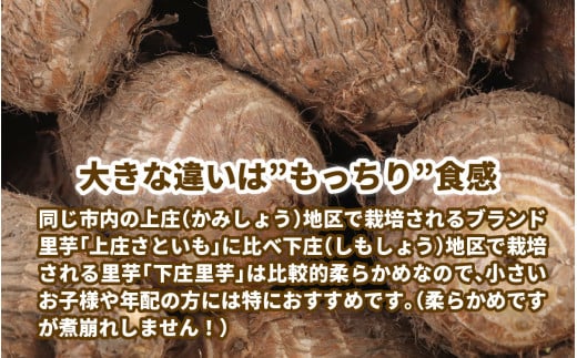 【先行予約】【年内発送】【訳あり】越前大野下庄地区の里芋 5kg 無選別 M～LLサイズ