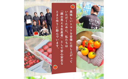 玉名市産 トマト 「 うみとまと 」 8kg ｜ 大玉 トマト 野菜 新鮮 高糖度 熊本県 玉名市 くまもと たまな