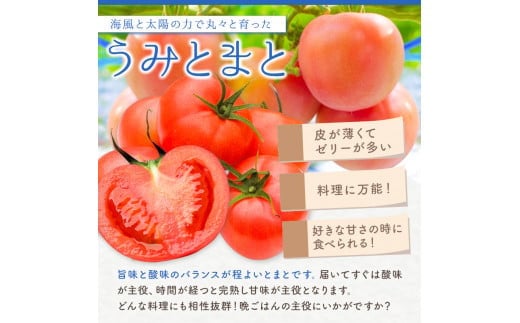 玉名市産 トマト 「 うみとまと 」 8kg ｜ 大玉 トマト 野菜 新鮮 高糖度 熊本県 玉名市 くまもと たまな