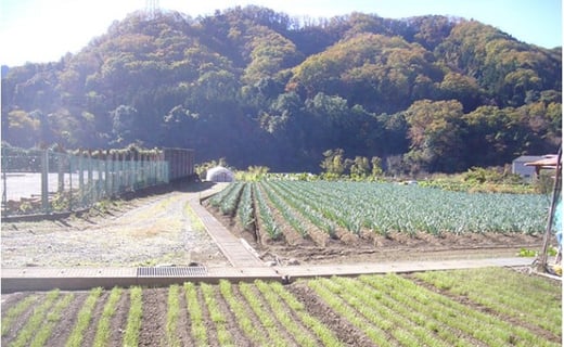 下仁田町特産「下仁田ねぎ」Mサイズ 20本 小箱 とろける 甘い ねぎ ネギ 王様ねぎ 特産 栄養たっぷり ブランド 上州ねぎ すきやき F21K-016