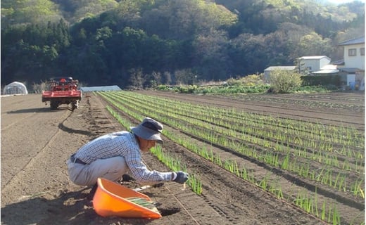 下仁田町特産「下仁田ねぎ」Mサイズ 20本 小箱 とろける 甘い ねぎ ネギ 王様ねぎ 特産 栄養たっぷり ブランド 上州ねぎ すきやき F21K-016