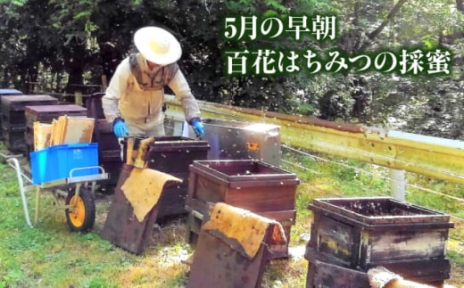 【お歳暮対象】升田養蜂場のはちみつ ふくらし蜂蜜と百花蜂蜜のセット 国産 はちみつ 蜂蜜  純粋 ハチミツ お取り寄せ グルメ 三次市/升田養蜂場[APAE007-999]