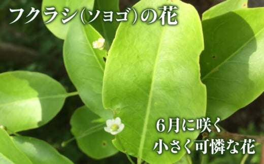 【お歳暮対象】升田養蜂場のはちみつ ふくらし蜂蜜と百花蜂蜜のセット 国産 はちみつ 蜂蜜  純粋 ハチミツ お取り寄せ グルメ 三次市/升田養蜂場[APAE007-999]