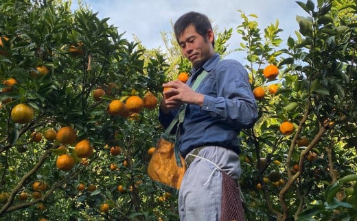 【先行予約】訳あり 家庭用 屋久島産ぽんかん 3kg（S〜3Lサイズ混合・約15〜20玉）