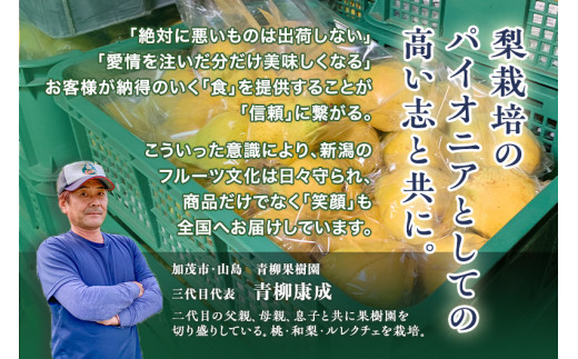 【2024年先行予約】新潟特産 幻の洋梨ル・レクチェ 家庭用 4kg（9〜11玉）《11月下旬から出荷》ルレクチェ 西洋梨 果物 フルーツ 冬の味覚 産地直送加茂市 青柳果樹園