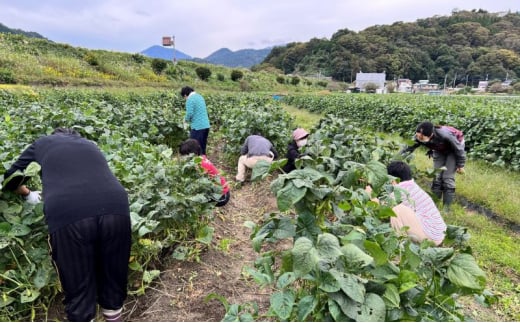 あけぼの大豆　摘み取り体験  産地フェア 枝豆 農業体験 収穫 野菜 豆類 体験 山梨 身延町[№5530-0406]