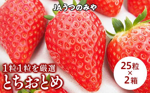 【産地直送】JAうつのみやとちおとめ化粧箱（25粒×2箱） ※2023年3月上旬頃より順次発送予定