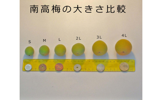 【梅干・梅酒用】大玉4Lサイズ約2kg 熟南高 生梅 赤秀品＜2025年6月上旬～7月7日発送予定＞【ART01】