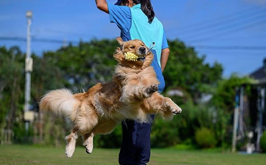  ドックランフィールド利用回数券（3回）  ふるさと納税  ドッグラン 利用券 チケット 犬 イヌ 千葉県 白子町 送料無料 SHAI006