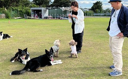  ドックランフィールド利用回数券（3回）  ふるさと納税  ドッグラン 利用券 チケット 犬 イヌ 千葉県 白子町 送料無料 SHAI006