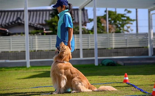  ドックランフィールド利用回数券（3回）  ふるさと納税  ドッグラン 利用券 チケット 犬 イヌ 千葉県 白子町 送料無料 SHAI006