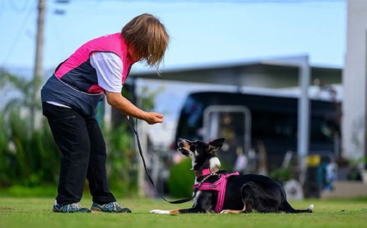  ドックランフィールド利用回数券（3回）  ふるさと納税  ドッグラン 利用券 チケット 犬 イヌ 千葉県 白子町 送料無料 SHAI006