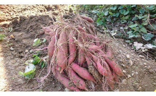 【濃厚お芋スイーツ】ねっとり甘い高知名物「ひがしやま」～干し芋４袋セット～【高知県産紅はるか使用】200g×4袋【ほしいも 干しいも 菓子 デザート 野菜  人気 高知県 南国市】