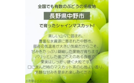 産地直送!信州中野市産シャインマスカット 1.4kg以上(2～4房)【1534768】