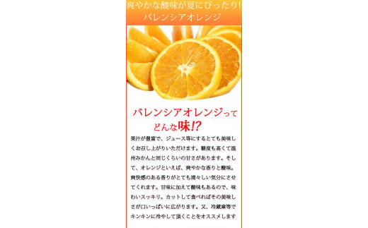 秀品　希少な国産バレンシアオレンジ　2.5kg　※2025年6月下旬頃～7月中旬頃順次発送（お届け日指定不可）【uot752】