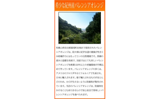 秀品　希少な国産バレンシアオレンジ　2.5kg　※2025年6月下旬頃～7月中旬頃順次発送（お届け日指定不可）【uot752】