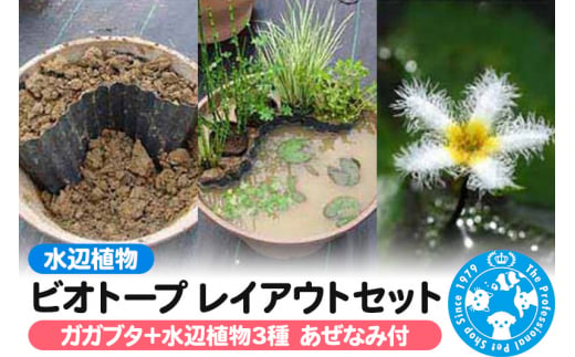 水辺植物 ビオトープレイアウトセット（ガガブタ+水辺植物3種 あぜなみ付）