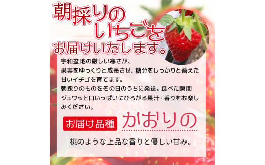 【農家厳選】かんちゃん農園　大粒３箱（約２kg）　新鮮朝採り　宇和いちご