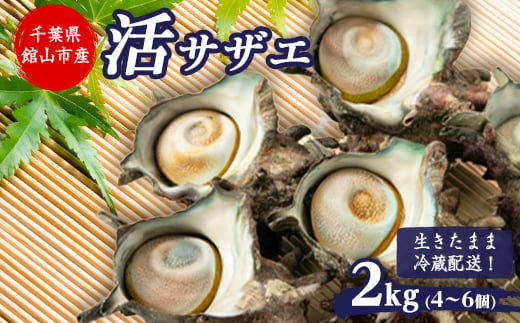 ＜先行予約＞＜金曜日発送＞漁師直送!天然大ぶり活サザエ　2kg(4～6個)【1532979】