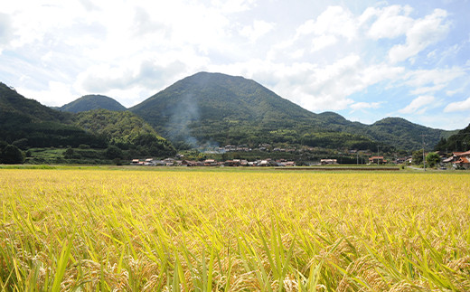 ＜毎月定期便＞津和野産こしひかり五分づき玄米 2kg×全12回【4008994】