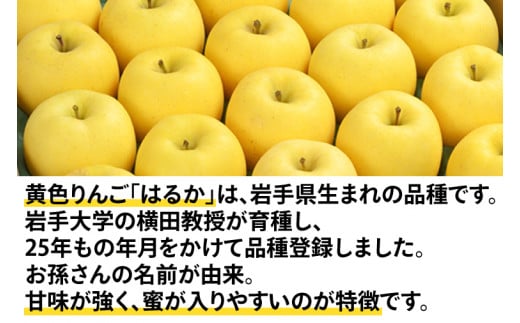 ＼訳あり／りんご 純情 はるか 約2.5kg 糖度14度以上【先行予約 12月発送】数量限定 わけあり 自家用 岩手県産 りんご リンゴ 林檎 はるか 純情はるか フルーツ くだもの 果物 【冬恋研究会】 (AI011)