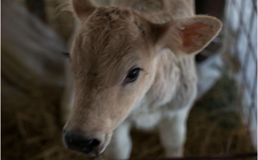 【幻の牛乳１００％】牛飼いの謹製牛乳ぷりん　食べ比べ4個セット