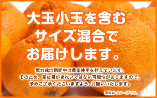 訳あり 不知火 【 デコポン と 同品種 】 みかん ご家庭用 2.5kg+75g(傷み補償分) 池田鹿蔵農園 @日高町 《2月上旬-3月末頃出荷》和歌山県 日高町 送料無料 しらぬい でこぽん 家庭用 訳あり 不知火 訳あり デコポン わけあり【配送不可地域あり】