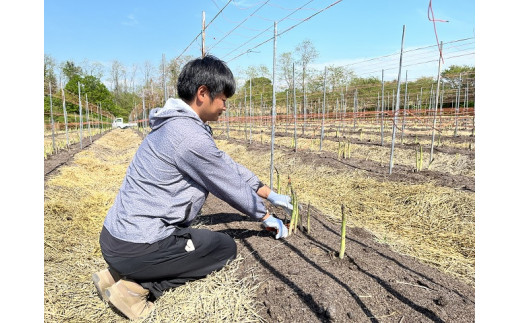 【先行予約2024年産】佐藤農園の春アスパラガス！約1kg（L～2L厳選）【5月発送】青森県鰺ヶ沢町産