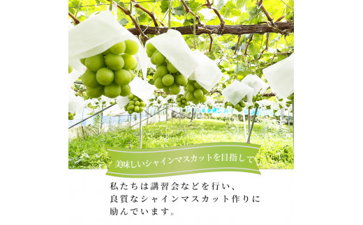 志賀高原の麓で育った シャインマスカット 3～5房 約2kg 2024年（R6年）10月1日～15日頃出荷予定※お届け日時指定不可【 ぶどう フルーツ 果物 デザート 長野県 長野 】