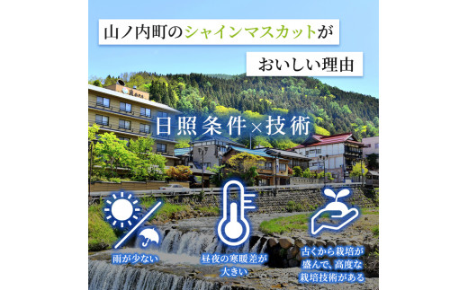 志賀高原の麓で育った シャインマスカット 3～5房 約2kg 2024年（R6年）10月1日～15日頃出荷予定※お届け日時指定不可【 ぶどう フルーツ 果物 デザート 長野県 長野 】