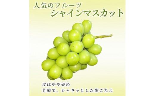 志賀高原の麓で育った シャインマスカット 3～5房 約2kg 2024年（R6年）10月1日～15日頃出荷予定※お届け日時指定不可【 ぶどう フルーツ 果物 デザート 長野県 長野 】