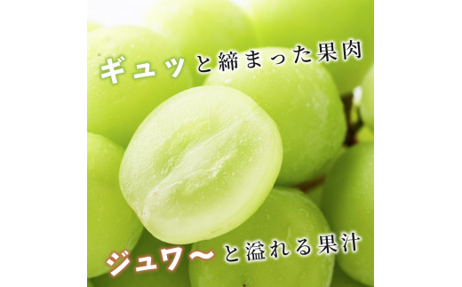 志賀高原の麓で育った シャインマスカット 3～5房 約2kg 2024年（R6年）10月1日～15日頃出荷予定※お届け日時指定不可【 ぶどう フルーツ 果物 デザート 長野県 長野 】