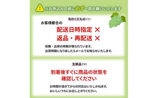 志賀高原の麓で育った シャインマスカット 3～5房 約2kg 2024年（R6年）10月1日～15日頃出荷予定※お届け日時指定不可【 ぶどう フルーツ 果物 デザート 長野県 長野 】