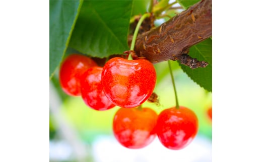 《先行予約》2025年 山形県産 さくらんぼ 紅秀峰 バラ詰(並べ詰め) 1kg 特秀 2L  2025年6月中旬から順次発送 F21A-234