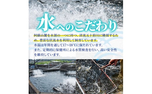 【北海道・離島不可】＜先行予約受付中！2025年10月～11月中旬の間に発送予定＞＜期間限定＞生子持ち鮎(約1kg・10～14匹) 鮎 冷蔵 子持ち鮎 生き〆 生きシメ 国産 門川町産 宮崎県産 塩焼き あゆ 川魚 養殖 香魚 期間限定 【ME-02】【米良水産】