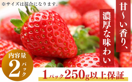 新規就農者応援 古都華 2パック 1月発送 | フルーツ 果物 くだもの ブランド いちご 苺  古都華 ことか ルビー色 旬  奈良県 平群町 