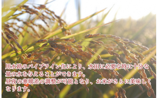 定期便 3か月連続お届け 特別栽培米 コシヒカリ 白米 5kg （5kg×1袋）×3回  計15kg 食味値80以上 栽培期間中農薬不使用 有機肥料 かわじま町の天領米 令和5年産 2023年産 小分け 米 コメ 安心 安全  減農薬 埼玉県認証 埼玉県 川島町