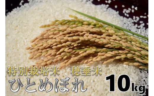 米　精米　白米　特別栽培米　穂垂米　「ひとめぼれ」　10kg　【令和5年産】