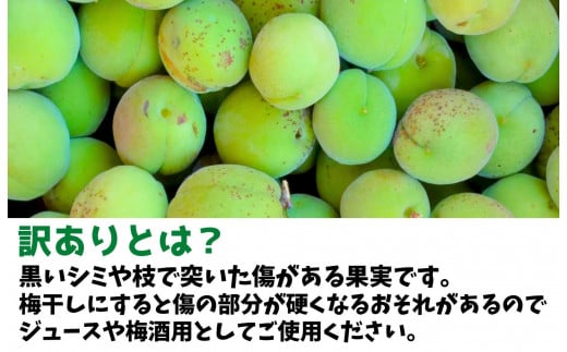 2025年6月上旬出荷] 青梅 南高梅 約1kg 訳あり サイズミックス