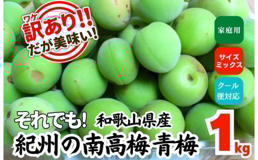 リ*ノ様 函館近郊産青梅6キロサイズL❣️ 函館近郊産青梅6キロサイズL❣️ - メルカリ