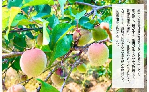sakura様用 南高梅 青梅 群馬 6月15日収穫分 10キロ sakura様用 南高梅 青梅 群馬 6月15日収穫分 10キロ