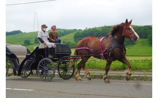 由美子・ピンクの花馬車夢のプロジェクト実現に向けて！あしずりダディー牧場応援（１万円コース）クラウンドファンディング クラファン 馬主 競馬 動物【R00341】