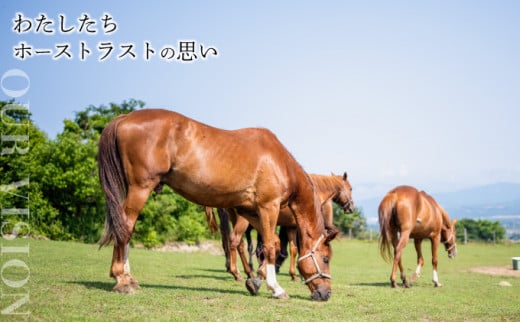 【引退競走馬 余生支援】北海道 岩内町 ホーストラスト北海道支援 5万円コース 引退馬 F21H-558